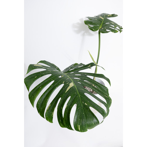 Monstera thai constellation