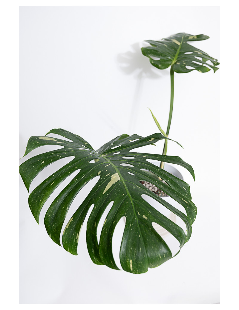 Monstera thai constellation