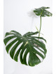 Monstera thai constellation
