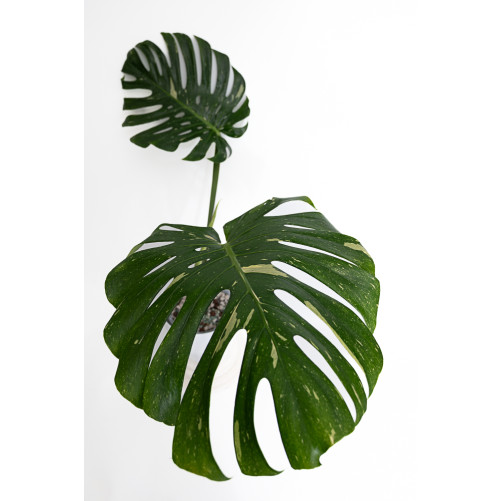 Monstera thai constellation