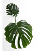 Monstera thai constellation