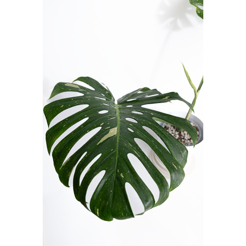 Monstera thai constellation