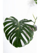 Monstera thai constellation