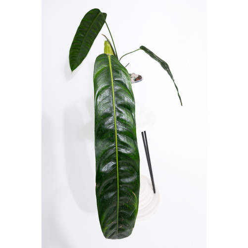 Philodendron patriciae
