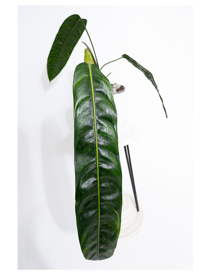 Philodendron patriciae