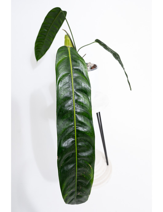 Philodendron patriciae