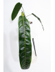 Philodendron patriciae