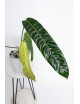 Philodendron patriciae