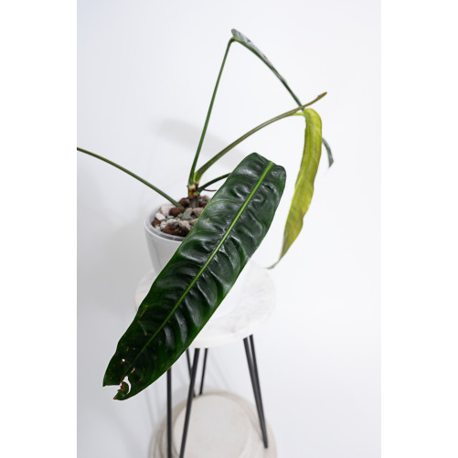 Philodendron patriciae
