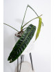 Philodendron patriciae