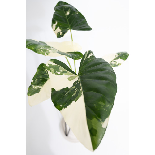 Alokazja macrorrhiza variegata