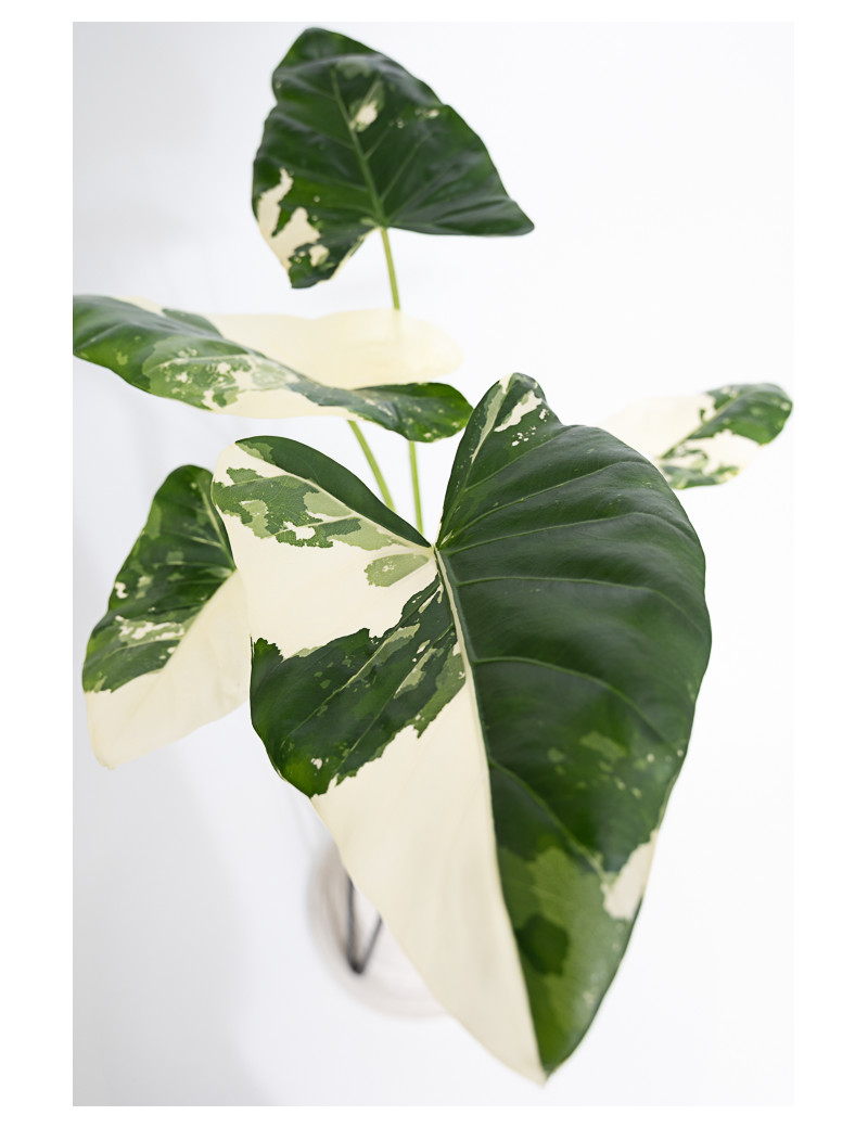 Alokazja macrorrhiza variegata