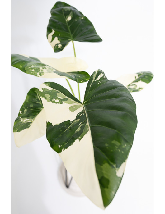 Alokazja macrorrhiza variegata