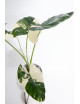 Alokazja macrorrhiza variegata