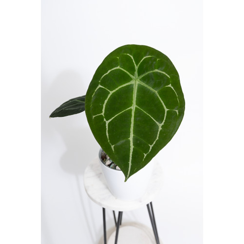 Anthurium forgetii