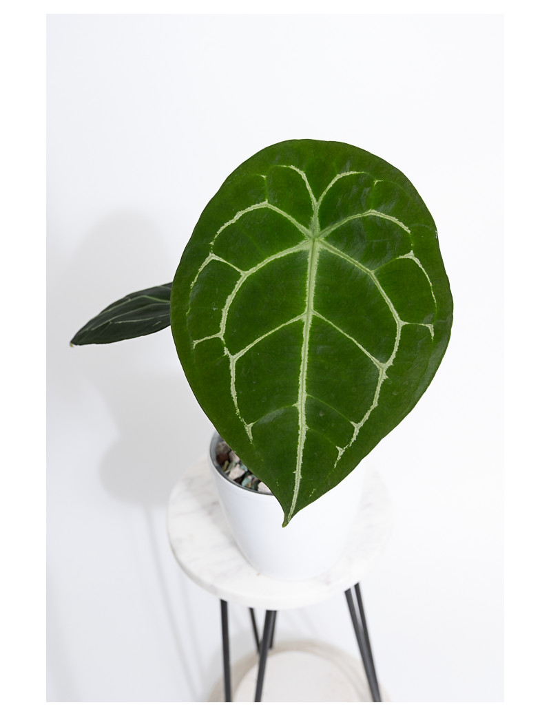 Anthurium forgetii