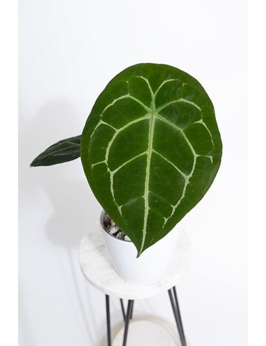 Anthurium forgetii