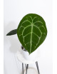 Anthurium forgetii