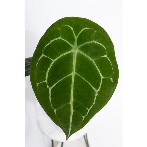 Anthurium forgetii