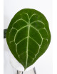 Anthurium forgetii