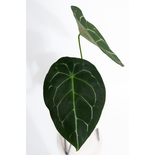 Anthurium forgetii