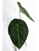 Anthurium forgetii