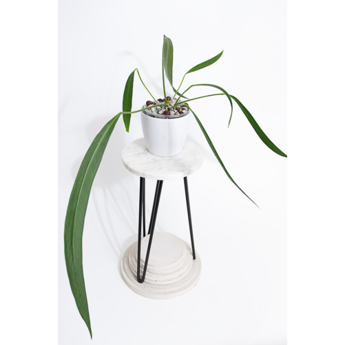 Anthurium pallidiflorum...