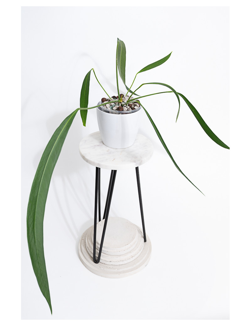 Anthurium pallidiflorum Guazhalan