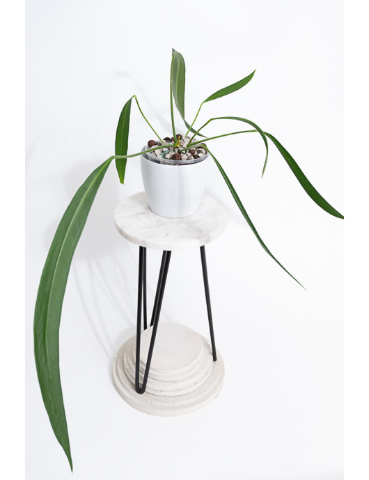 Anthurium pallidiflorum Guazhalan