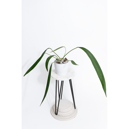 Anthurium pallidiflorum Guazhalan