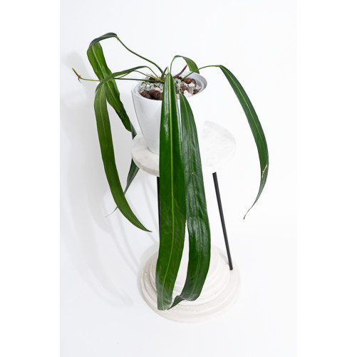 Anthurium friedrichsthalii