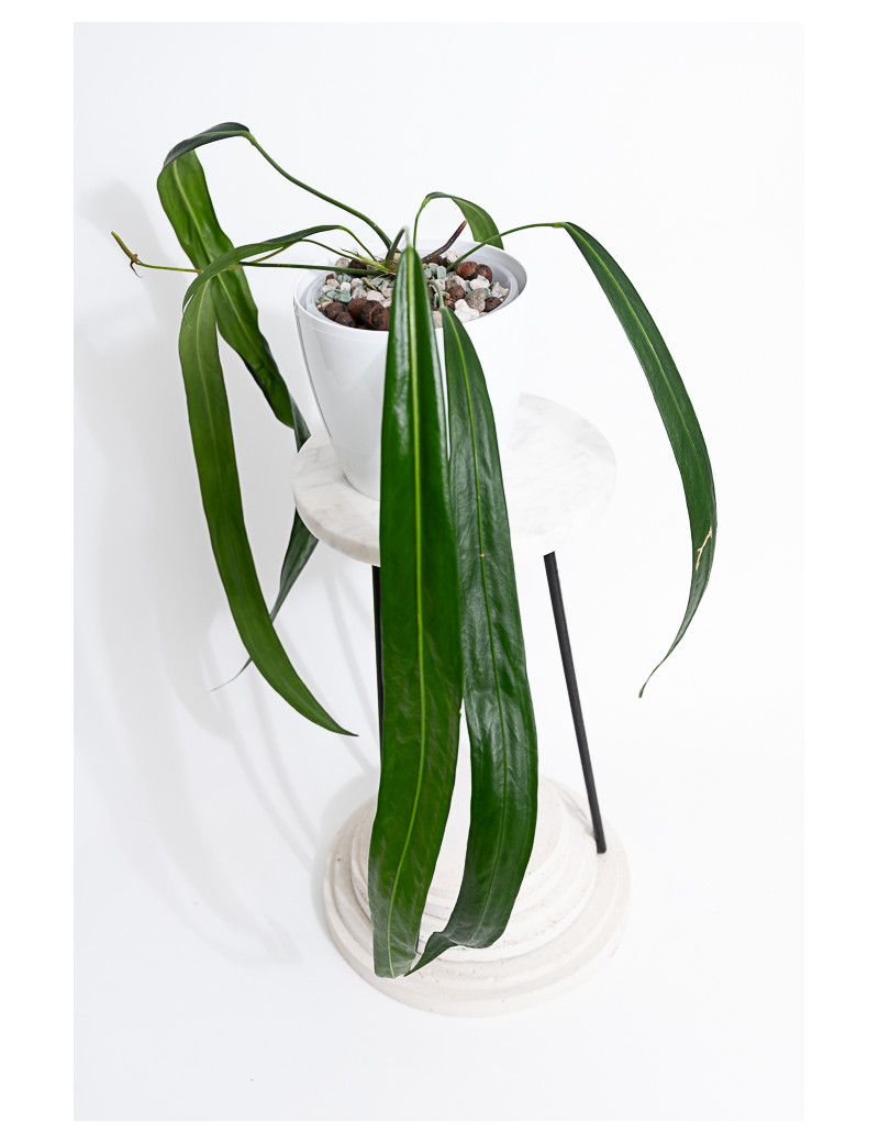 Anthurium friedrichsthalii