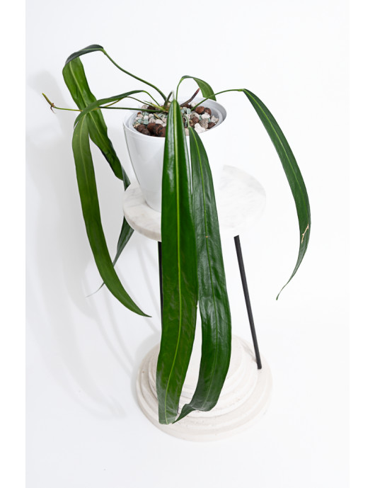 Anthurium friedrichsthalii