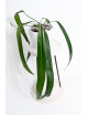 Anthurium friedrichsthalii