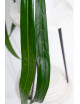 Anthurium friedrichsthalii