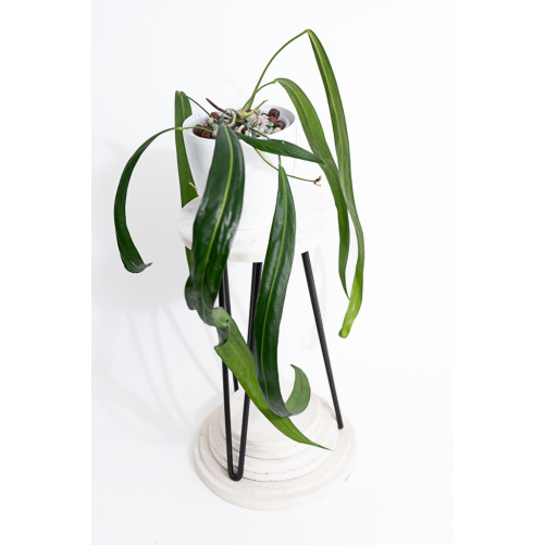 Anthurium friedrichsthalii