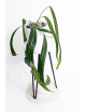 Anthurium friedrichsthalii