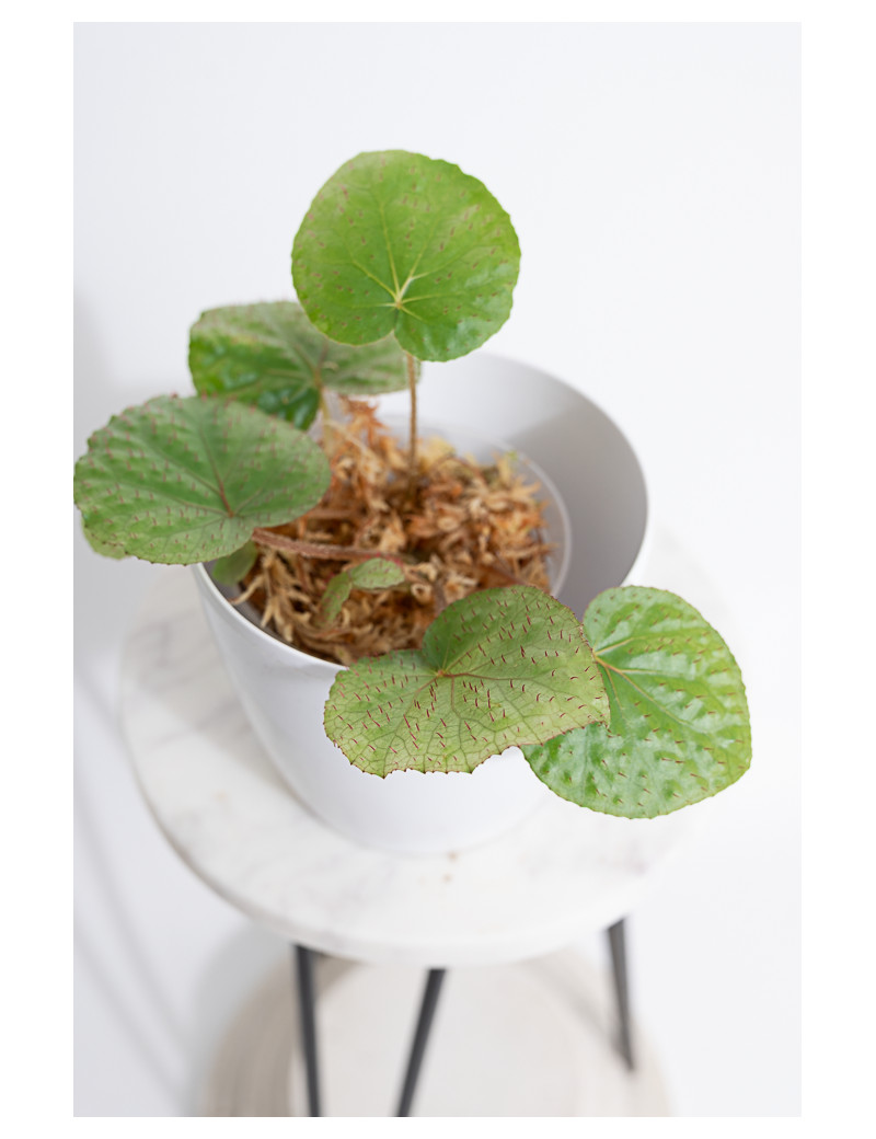 Begonia limprichtii