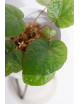 Begonia limprichtii