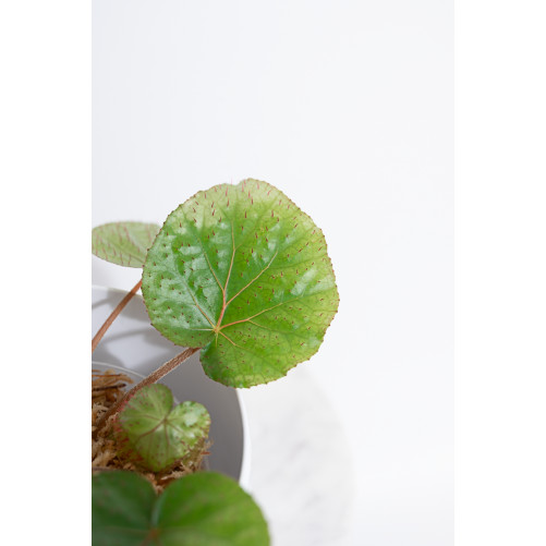 Begonia limprichtii