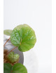 Begonia limprichtii