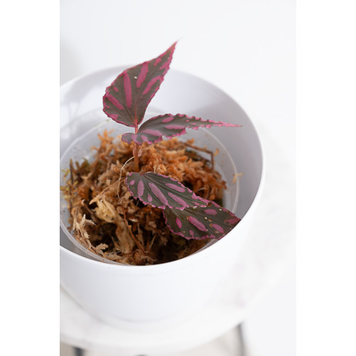 Begonia julau