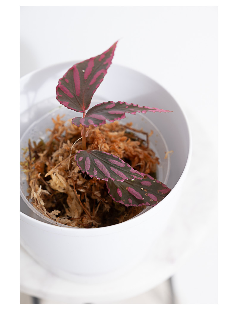 Begonia julau