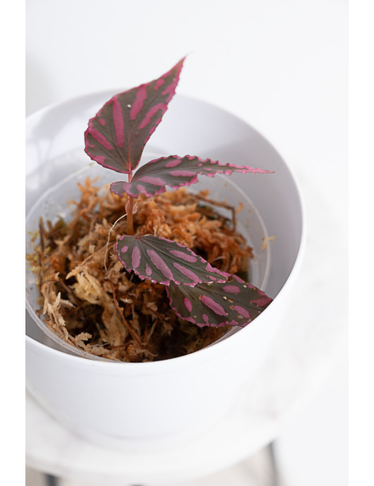 Begonia julau