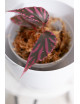 Begonia julau