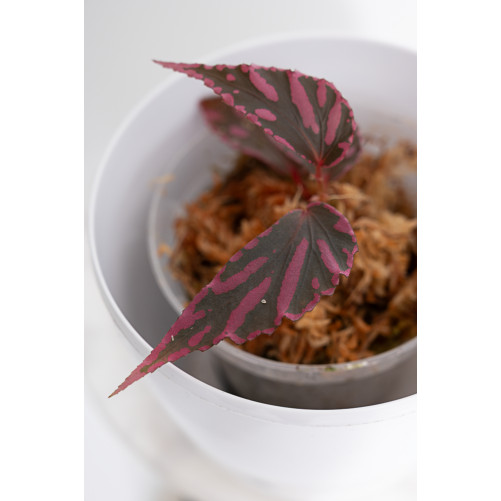 Begonia julau