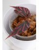 Begonia julau