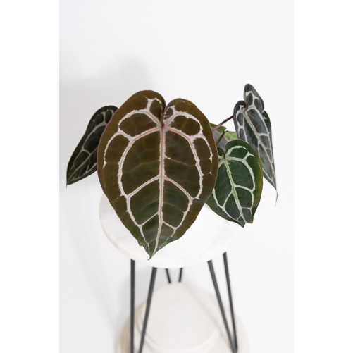 Anthurium Michelle