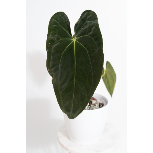 Anthurium papillilaminum