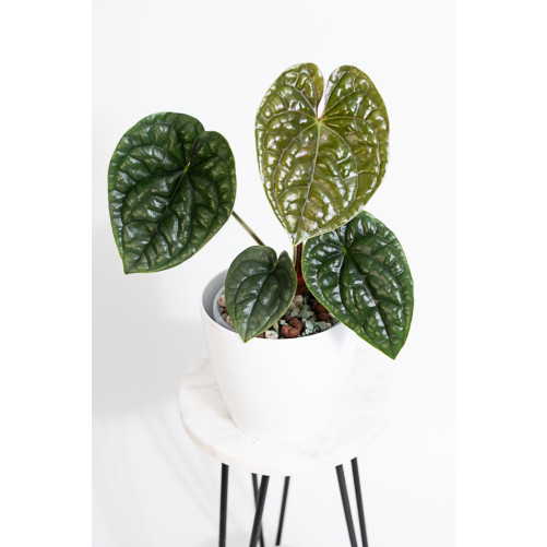 Anthurium luxurians